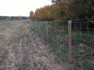 5' Buffalo Wire