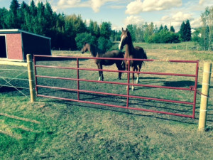 14' Livestock Gate